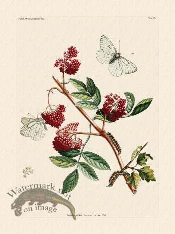 Wilkes Butterflies 079
